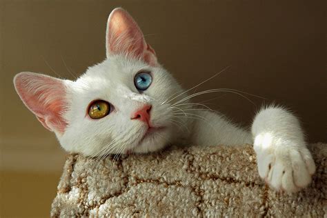 Orange Cat Eyes What Breed Could It Be Thecatsite