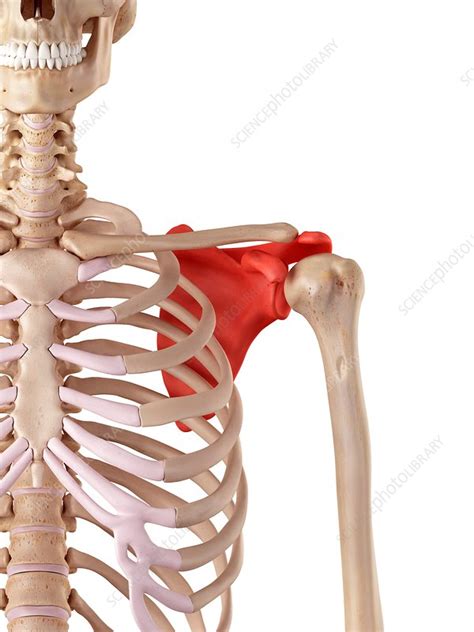 Shoulder Blade Stock Image F0162977 Science Photo Library