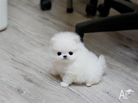 This means that often a teacup pomeranian will weigh around 3 lbs or less. Tiny Micro Teacup Pomeranian Puppies for Sale in ...