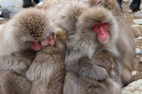 Snow Monkey Park Nagano Discover Places Only The Locals Know About