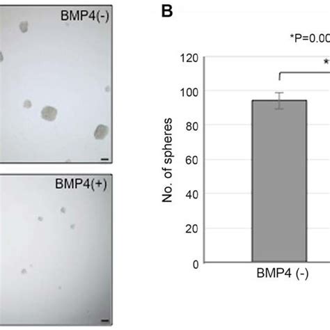 Sphere Formation Assay In Mgg8 Cells With Or Without Bmp4 Treatment