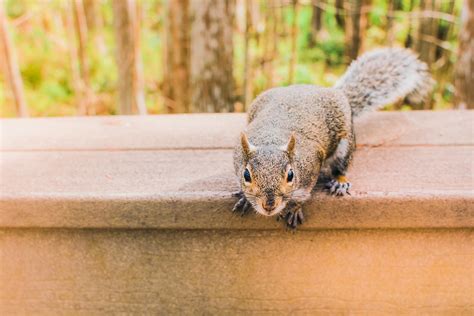 How To Stop Squirrels From Coming Into Your Yard Covenant Wildlife