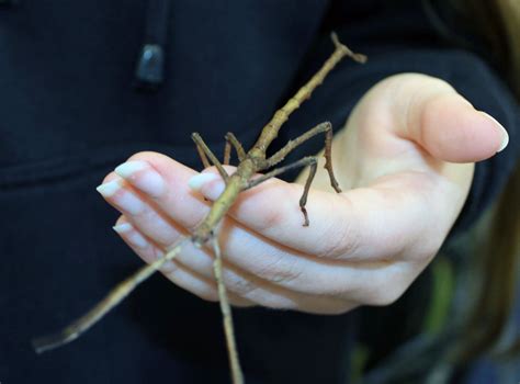 Goliath Stick Insect 2 Youth Engagement Strategy