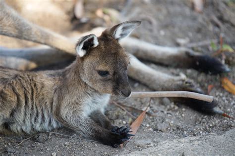 Baby Kangaroo Raww