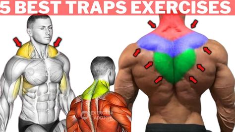 Grow Bigger Traps Fast 🔥🔥 5 Best Exercises To Get Huge Traps Gym