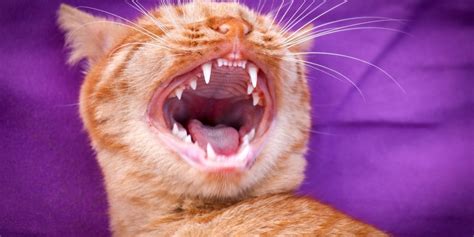 In fact it is believed that dental and periodontal (gum) health is important to the rest of the body as bacteria from infected gums can spread to other organs of the body in the. How can I tell if my cat has toothache? - Wikipet