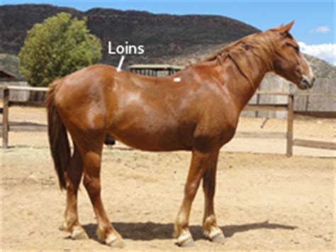 May 18, 2020 · the weight of a horse can average anywhere between 900lb and 2000lbs depending on the breed and the shape of the horse. How much weight can a horse comfortably carry?
