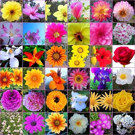100 Different Types Of Flowers And Their Names Bach Flowers