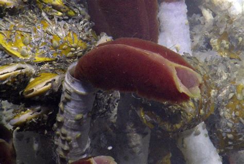 Life In The Extremes Tube Worms Nautilus Live