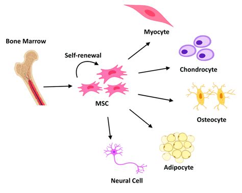 Schematic Representation Of Mesenchymal Stem Cells Mscs Download