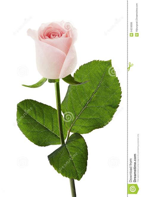 Pink Rose With A White Background Stock Photo Image