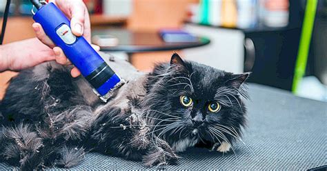 Matted hair often develops in areas of friction, such as under the collar, behind the ears and in the armpits. 7 Best Cat Clippers for Matted Fur 2020 - Reviews and ...