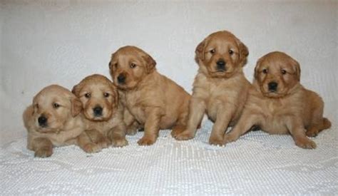 I have five akc golden retriever puppies for sale. Beautiful AKC/OFA Golden Retriever Puppies for Sale in ...