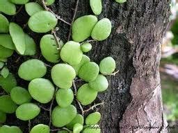 Kayap ular menyerang dibelakang badan. URUT TRADISIONAL: PENYAKIT KAYAP