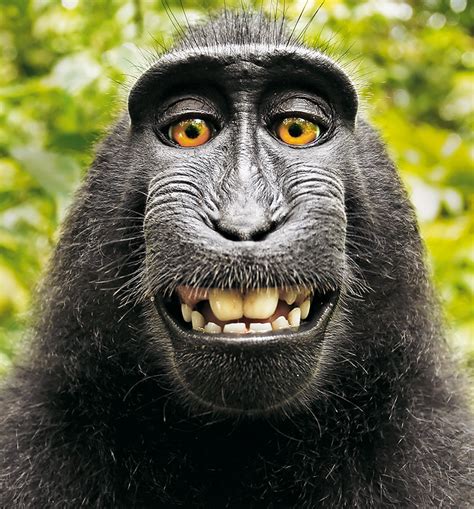 Macacos Negros Entre Iguaria E Animais De Estimação Na Indonésia