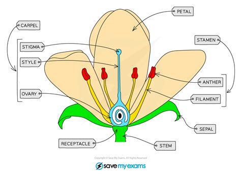 Sexual Reproduction In Plants 1613 Cie Igcse Biology Revision Notes 2023 Save My Exams