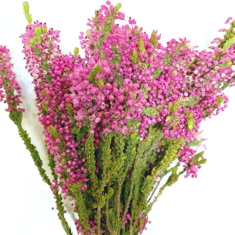 Erica Pink Premium Heather Erica Flowers And Fillers Flowers By