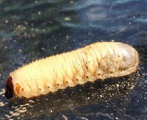 As these pests feed predominantly on organic fabrics and materials, some carpet beetle species come with a name that is based on what they find most tasty to eat. Carpet Worms Harmful - Review Home Decor
