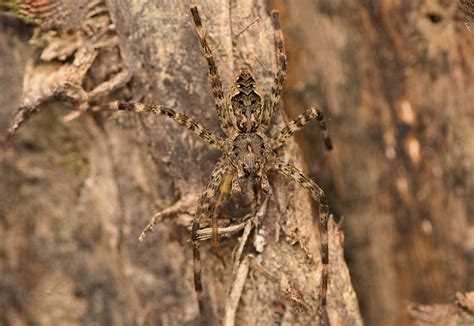 Dark Fishing Spider Dolomedes Tenebrosus Four Image Stack