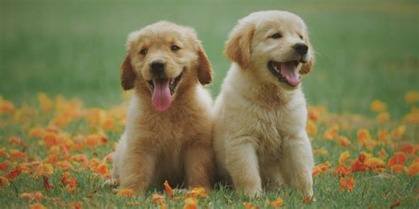 Crocchette, scatolette, cibo fatto in casa, le scelte per l'alimentazione del cane sono molteplici e possono disorientarci. Alimentazione del Cucciolo di Cane: 7 Cose da Sapere ...