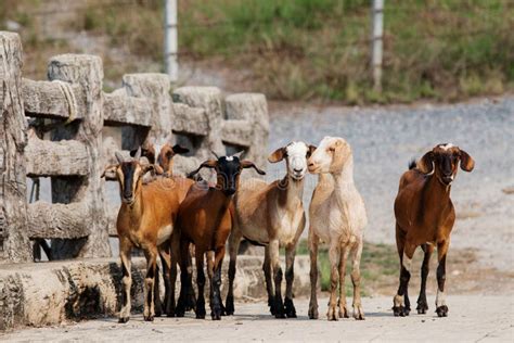 Group Of Goats Stock Image Image Of Look Cute Mammal 78867285