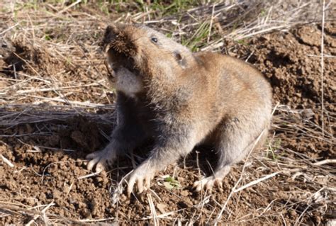 How To Get Rid Of Gophers Control And Prevention Guide
