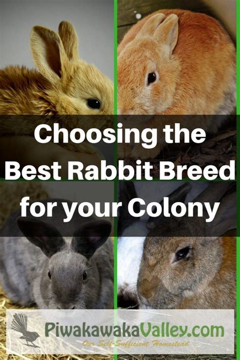 10 Best Meat Rabbit Breeds Choosing A Breed Of Meat Rabbit Rabbit