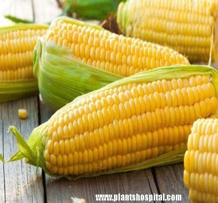 Wonderful Health Benefits Uses Of Corn What Is Corn Good For
