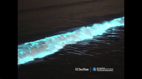 Surfeando Olas Bioluminiscentes En California YouTube