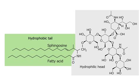 Fatty Acids And Lipids Concise Medical Knowledge