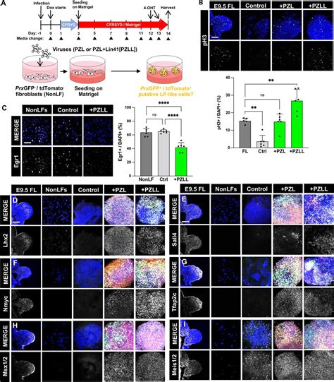 Direct Reprogramming Of Non Limb Fibroblasts To Cells With Properties Of Limb Progenitors BioRxiv