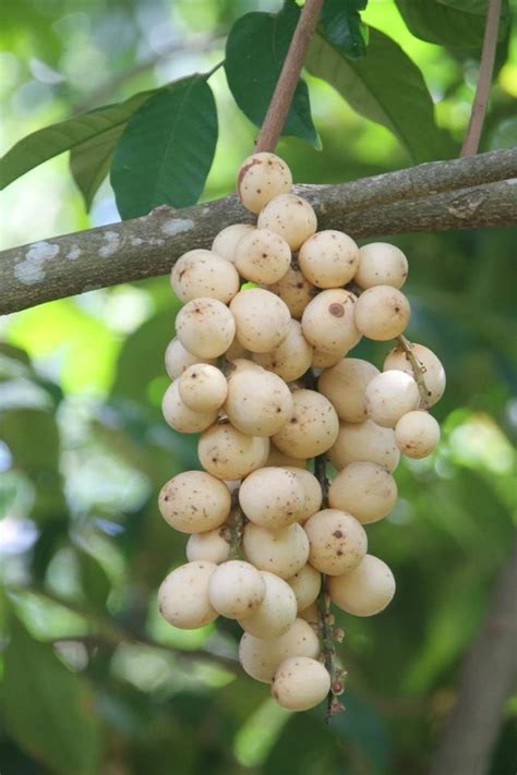 Small trees with beautiful white to pink spring flowers. Lanzones | Share | Fruit trees, Fruit bearing trees, Fruit ...