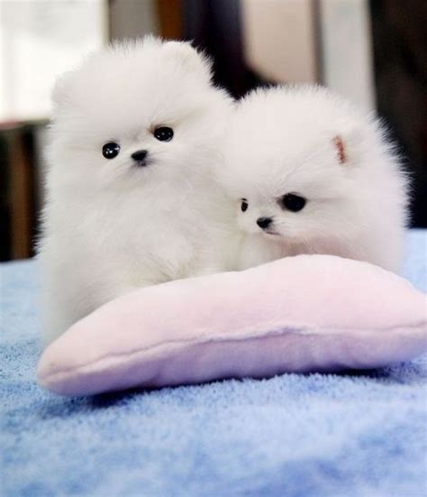 Coton de tulear and bolognese puppies for sale. Pomeranian Puppies For Sale | Dallas, TX #322999 | Petzlover