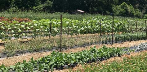 Trellis Solultions Carolina Farm Stewardship Association