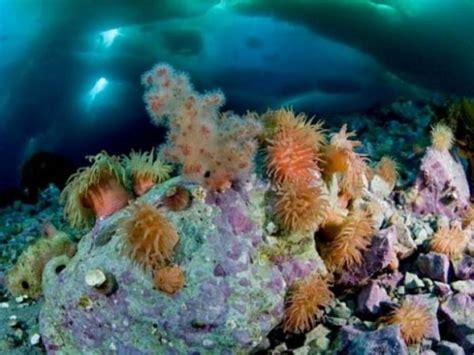 Arctic Coral—who Knew Ict News