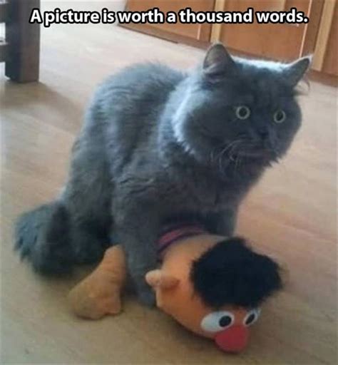 Attack Of The Funny Animal Pictures 53 Pics