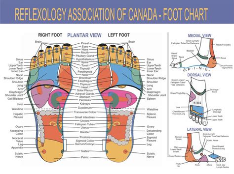 Foot Reflexology Chart Printable Free