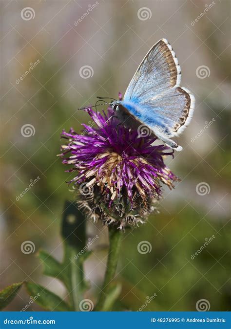 Blue Butterfly On Flower Stock Image Image Of Blade 48376995