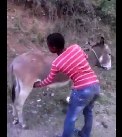 Omg Boy Touches Donkey S Private Part And This Shocking Thing Happens