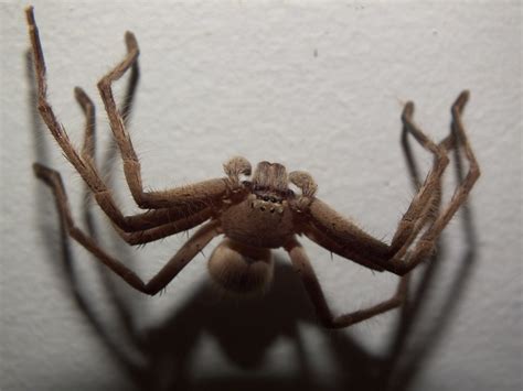 Sparassidae Huntsman Spider Dscf0347 Kingdomanimalia Phyl Flickr