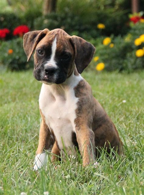 49 Adopting A Boxer Puppy Photo Bleumoonproductions