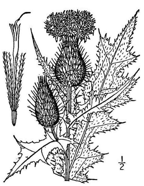Thistle Drawing At Getdrawings Free Download