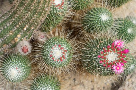 They are all set to open on my router. Cactus Oase in Ruurlo Holland - JOELIX