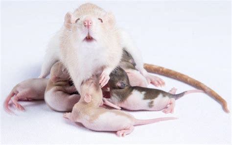 Pregnant Rat Care Including Diet Birthing And More