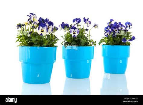 Three Pansy Flowers Hi Res Stock Photography And Images Alamy