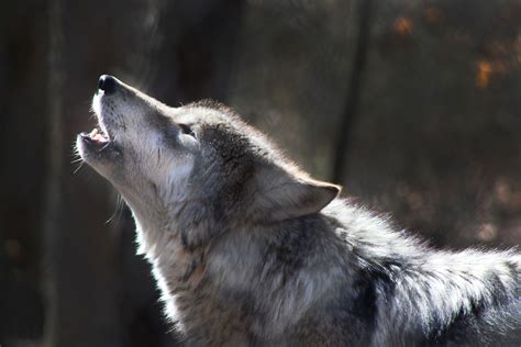 Final dimensions (width x height): Washington Wolves Need Your Help | Sierra Club
