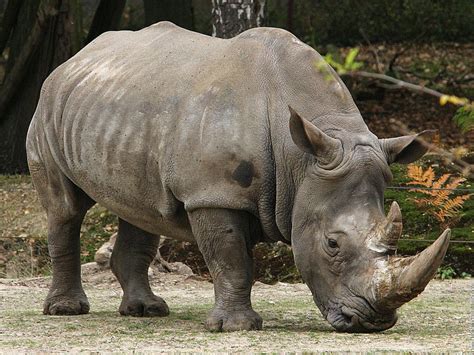 Rhinoceros The Biggest Animals Kingdom