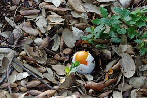 Check spelling or type a new query. Gambar Sampah Daun Kering