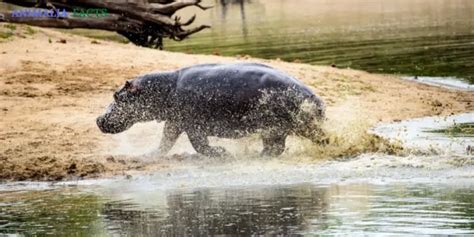 How Fast Can A Hippo Run 4 Wondrous Facts