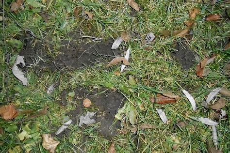 Raccoons and possums are known for their scavenging abilities, while the skunk is found scavenging less often. Backyard Beasts: Skunk diggings and droppings